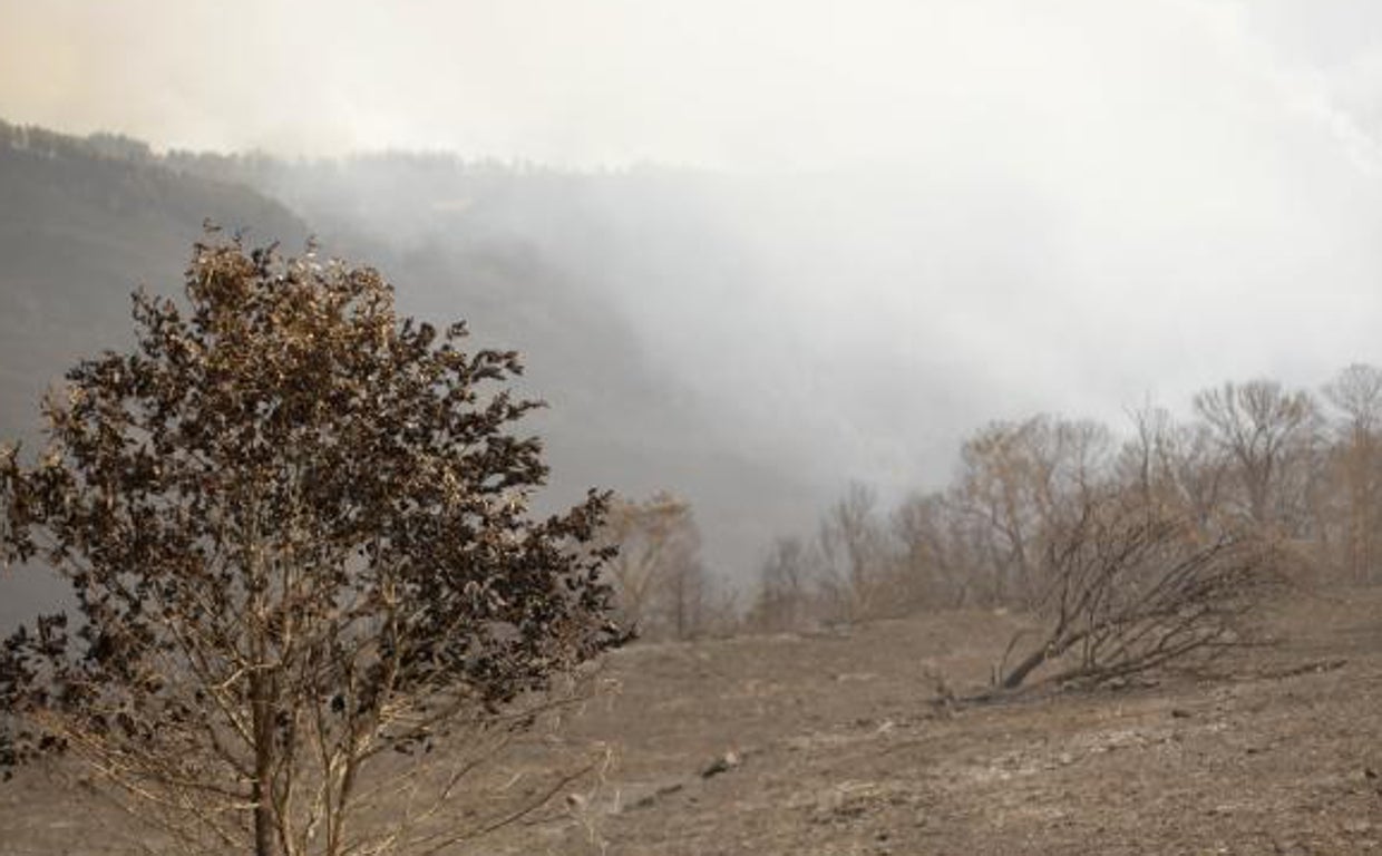 Terreno devastado por las llamas en A Pobra do Brollón, Lugo