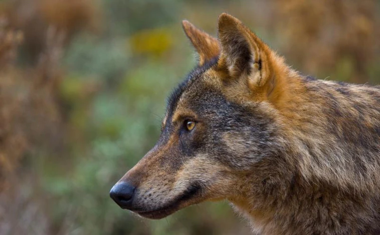 El Gobierno permitirá muertes selectivas de lobos