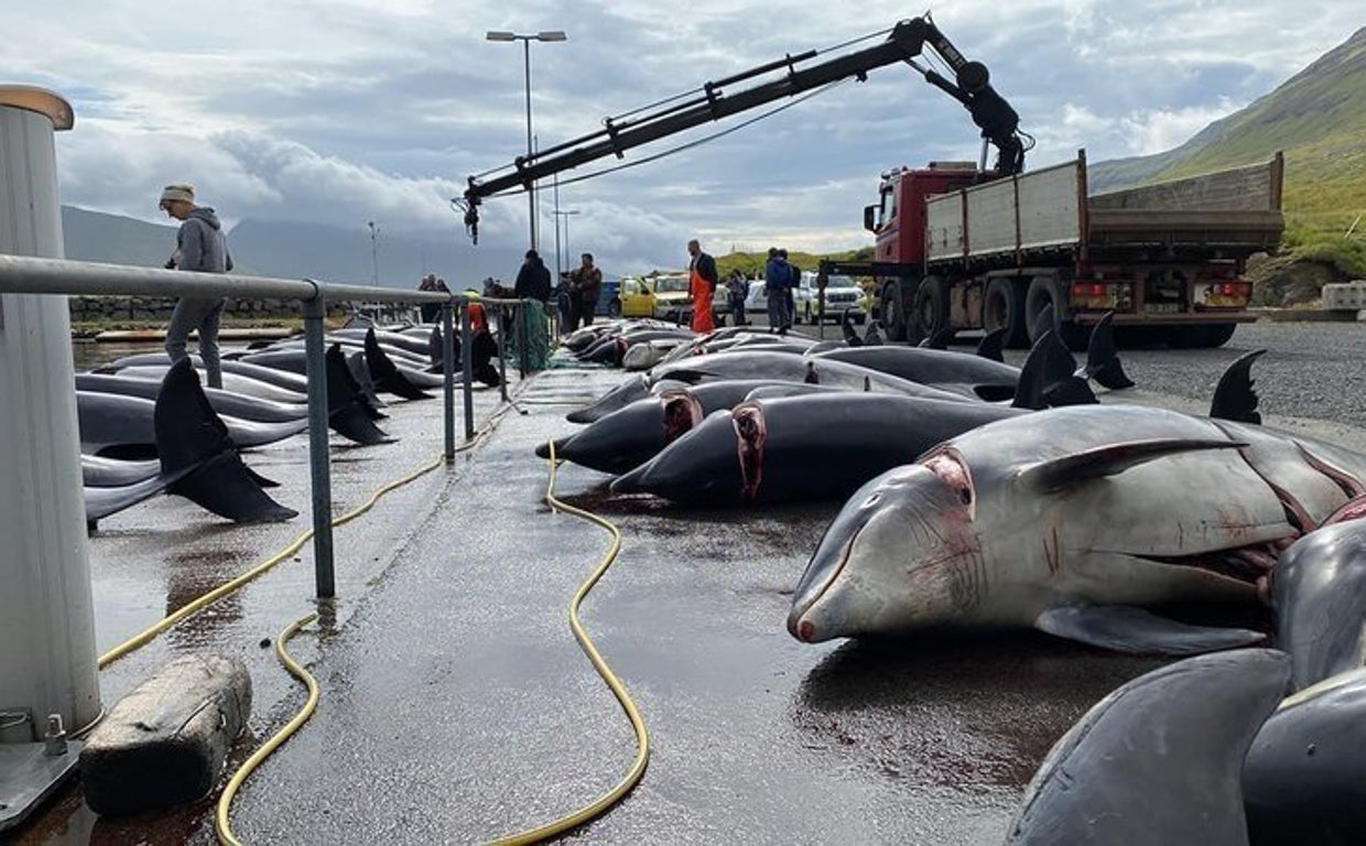 Delfines muertos tras la cacería