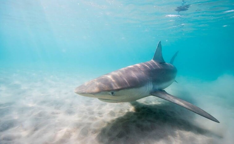 Las capturas de tiburones y rayas en peligro son mayores en zonas protegidas