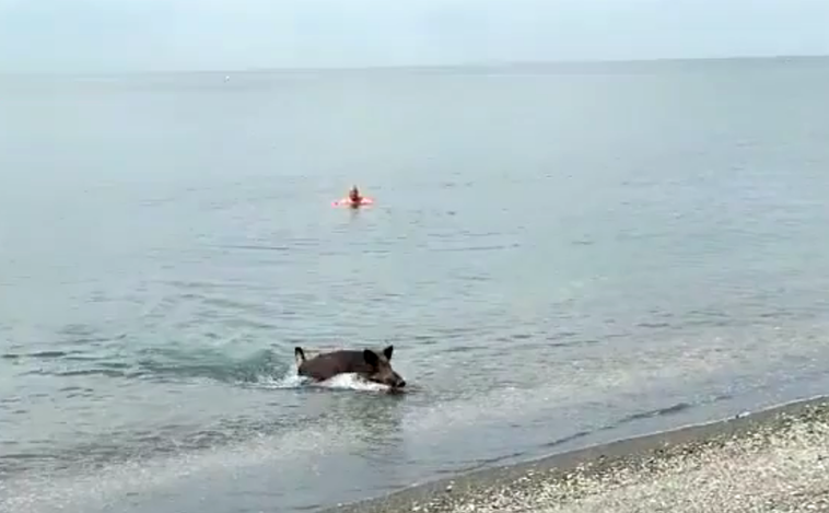 Un jabalí sorprende a los bañistas en la playa de Benajarafe (Málaga)