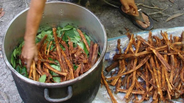 Preparación de la ayahuasca