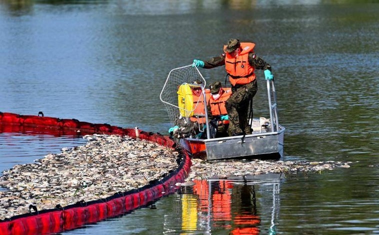 «Peces muertos por todos lados» en un río entre Alemania y Polonia