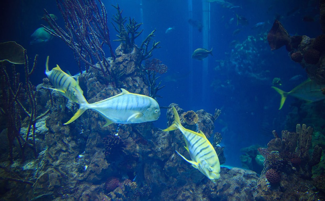 Hata el próximo 26 de agosto se decidirá el futuro de la biodiversidad marina