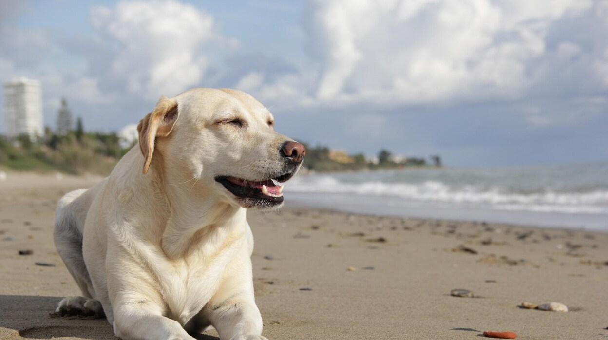 ¿Debería permitirse que las mascotas vayan a la playa como un miembro más de la familia?