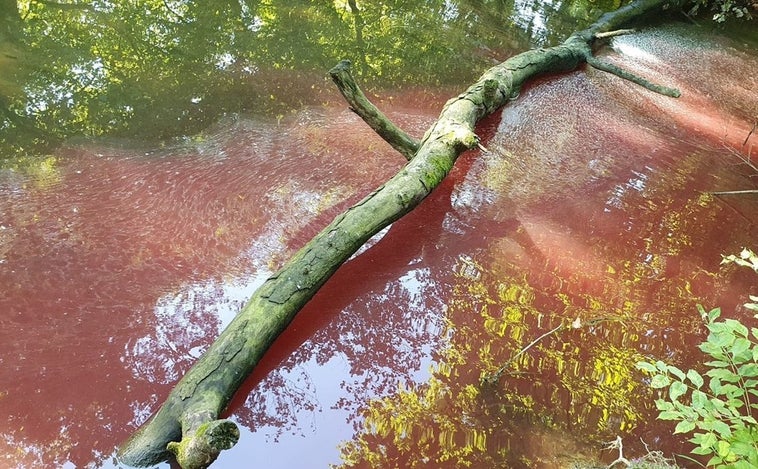 Ecologistas denuncian un vertido de sangre procedente de un matadero al río Urola