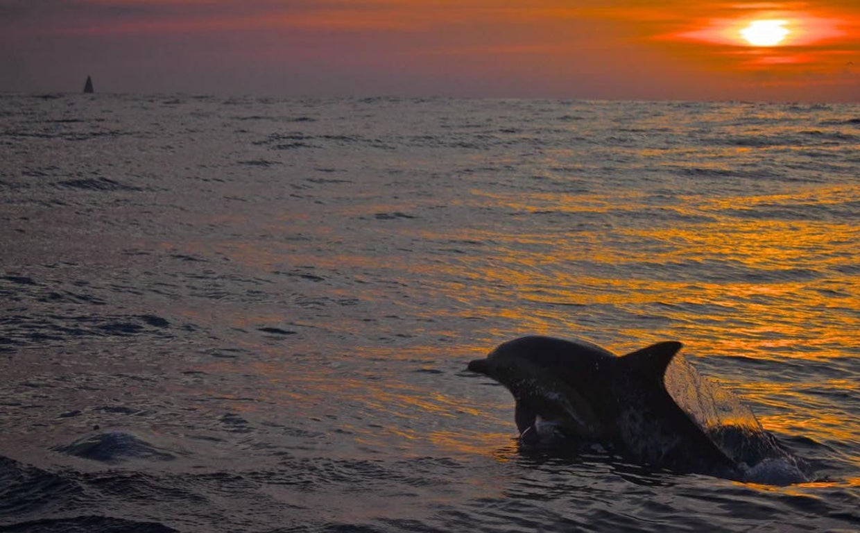 Un delfín se desliza entre las olas del mar