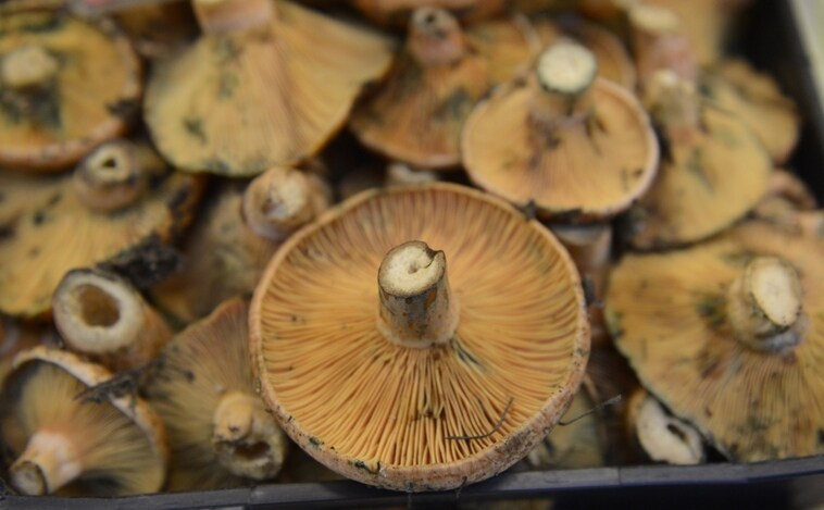 Alerta sanitaria: Sanidad retira estos hongos por la presencia de toxina estafilocócica