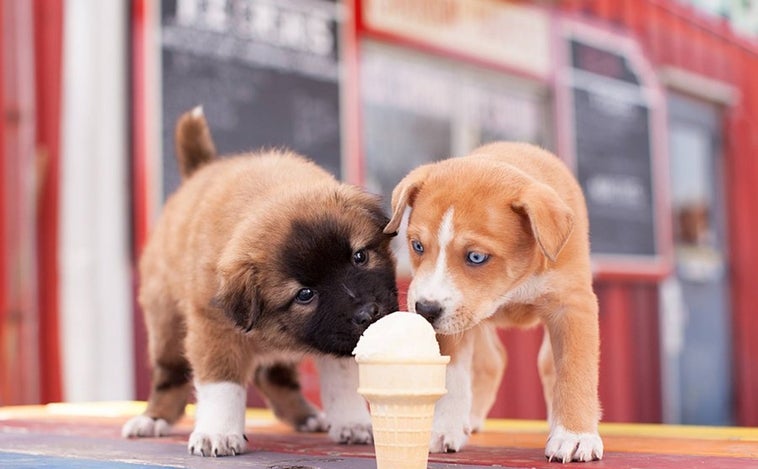 Cómo hacer los mejores helados caseros para que tu perro no sufra en verano