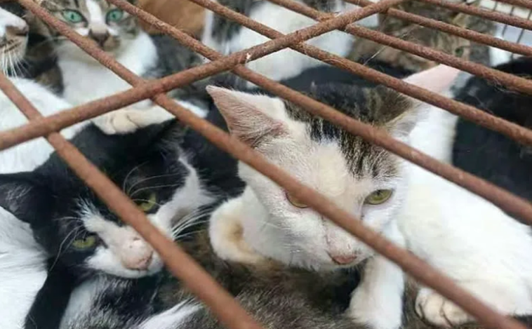 La policía china rescata a 150 gatos capturados para consumo humano