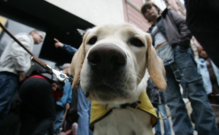 Muere un perro guía al huir de la pirotecnia en las fiestas de Monachil (Granada)