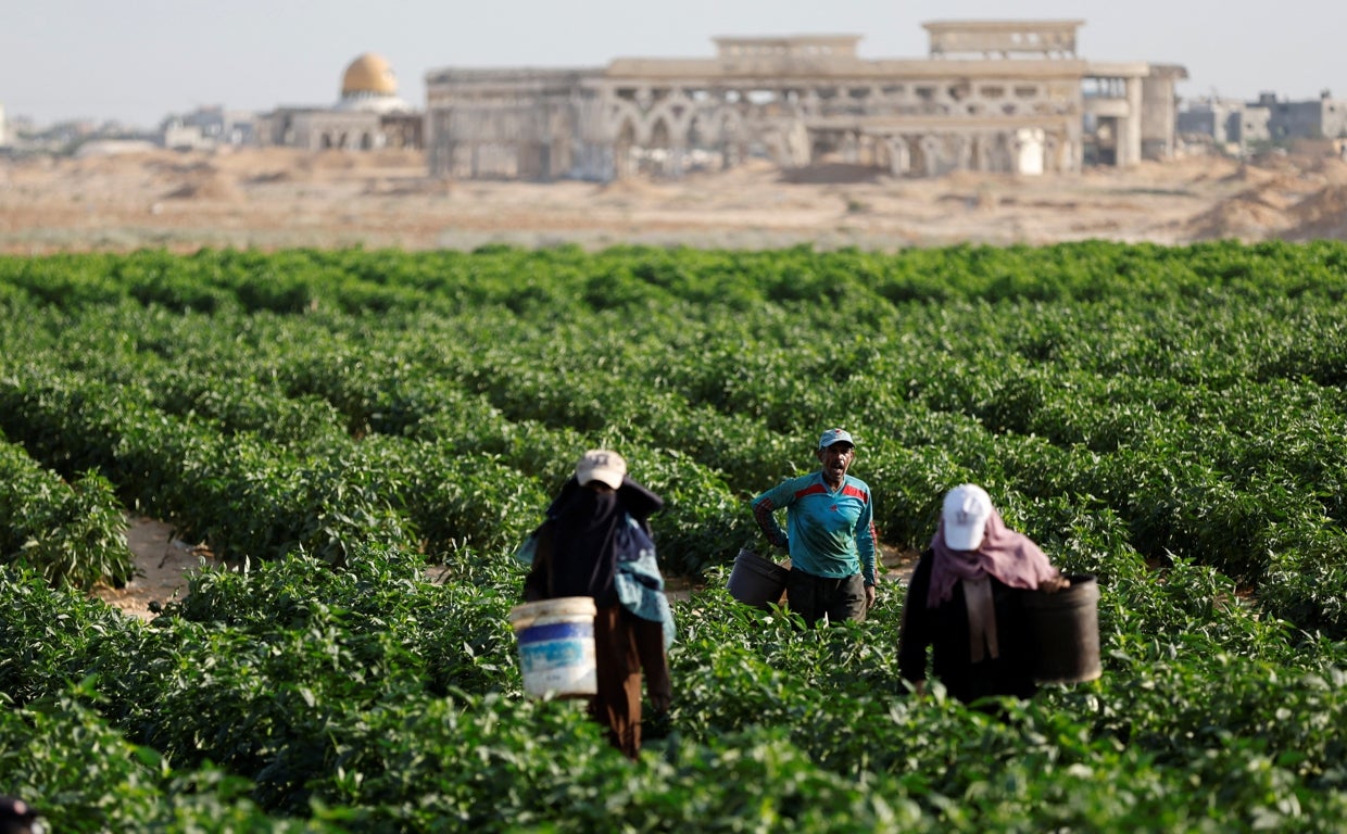 Agricultores palestinos cerca de la franja de Gaza
