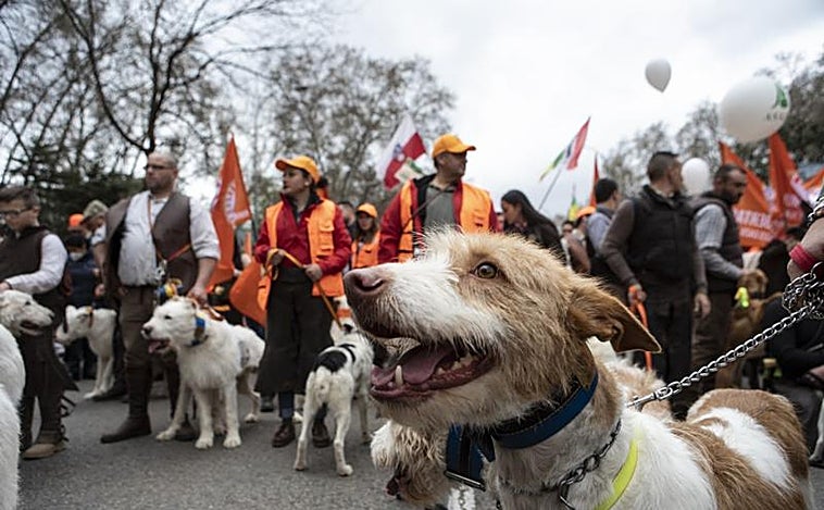 Los cazadores se reafirman contra la ley de Bienestar animal: «Es una excusa de Belarra para prohibir nuestra actividad»