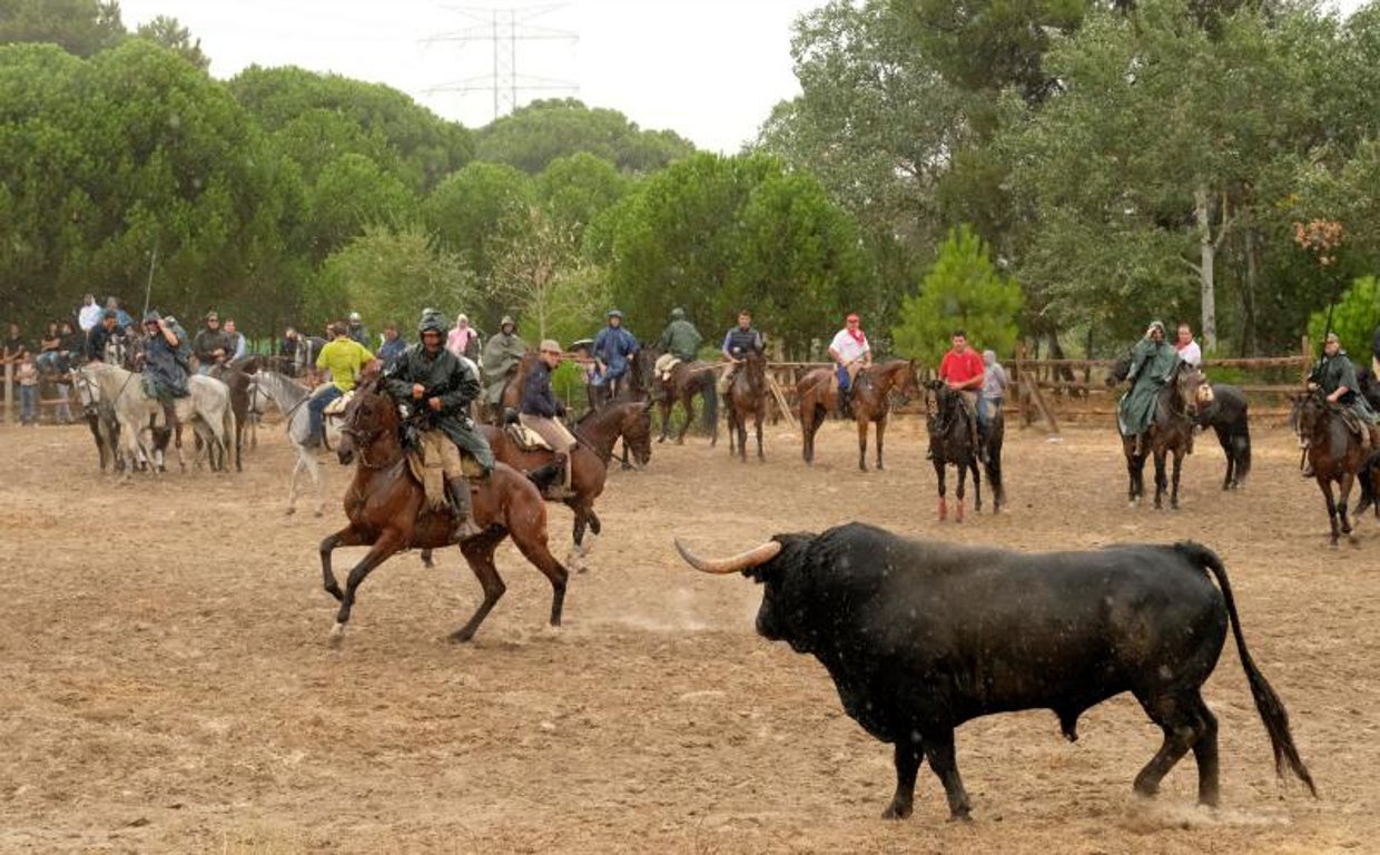 Toro de la Vega en Tordesillas, en el 2016