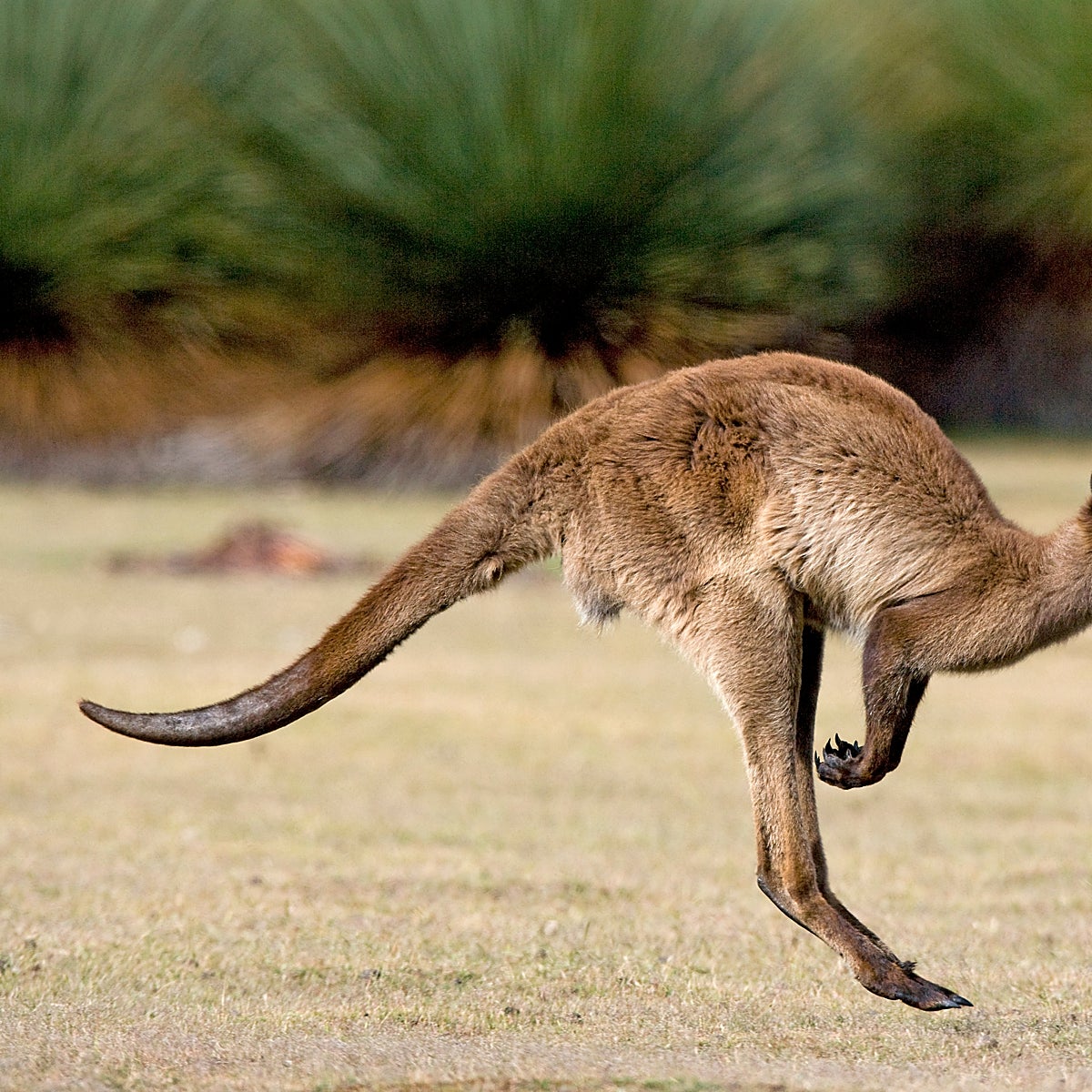 Un canguro mata a un hombre en Australia por primera vez en 86 años