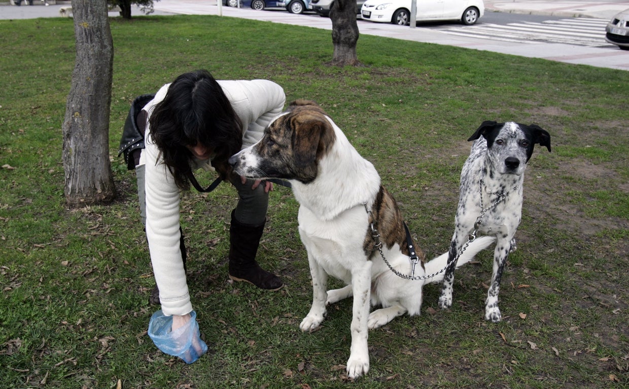 cómo puedo saber si la caca de mi perro es saludable