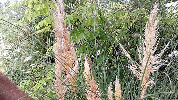 La primera gran derrota de la planta invasora que nunca muere