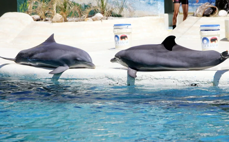 México prohíbe los espectáculos con mamíferos marinos
