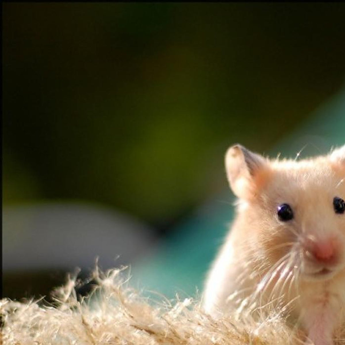 Los cambios que se avecinan sobre las mascotas que podemos tener en casa: lo que se sabe y lo que no