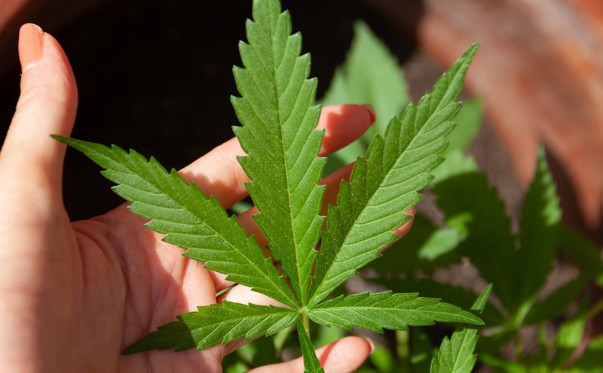 El cultivo privado será permitido con un límite de tres plantas por persona adulta