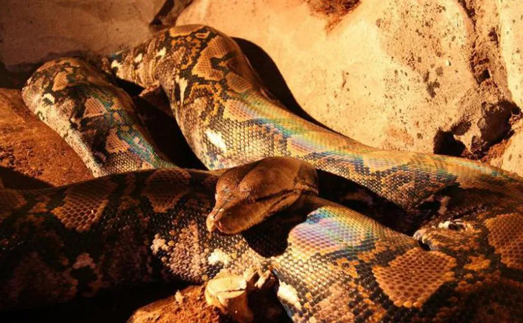 Una serpiente pitón de siete metros se traga a una mujer y rescatan el cadáver del estómago del animal