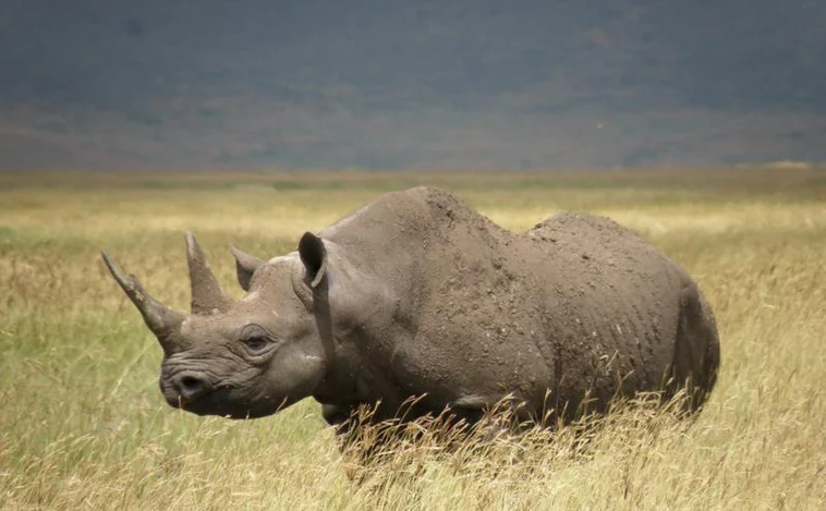 La razón por la que los cuernos de los rinocerontes se han acortado en el último siglo
