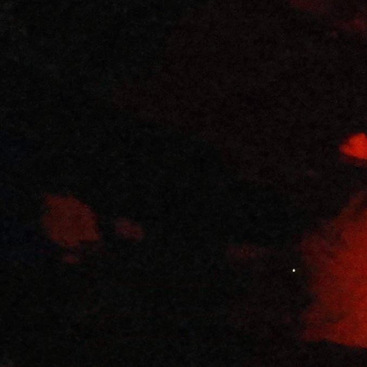 Patadas y golpes hasta la muerte: las prácticas de una granja de pollos española denunciada por maltrato animal