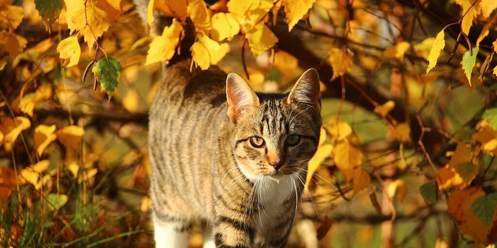 los gatos también se les cae pelo en otoño: todo lo que tienes que saber para que no sea un problema