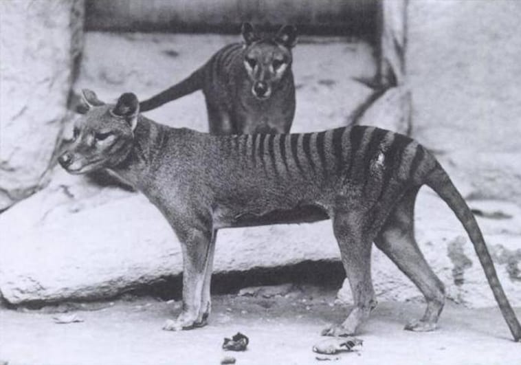 Encuentran los restos del último tigre de Tasmania en el armario de un museo