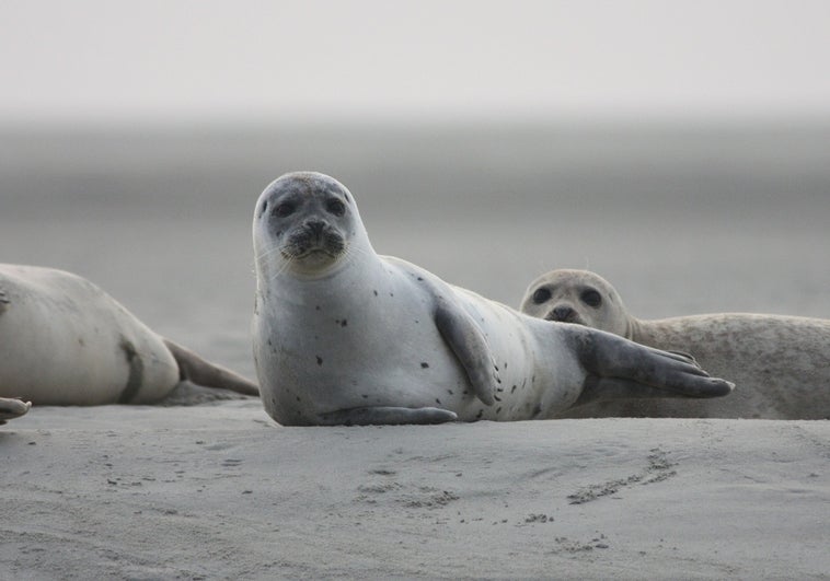 El misterio de las casi 2.000 focas en peligro de extinción que han aparecido muertas en la costa rusa