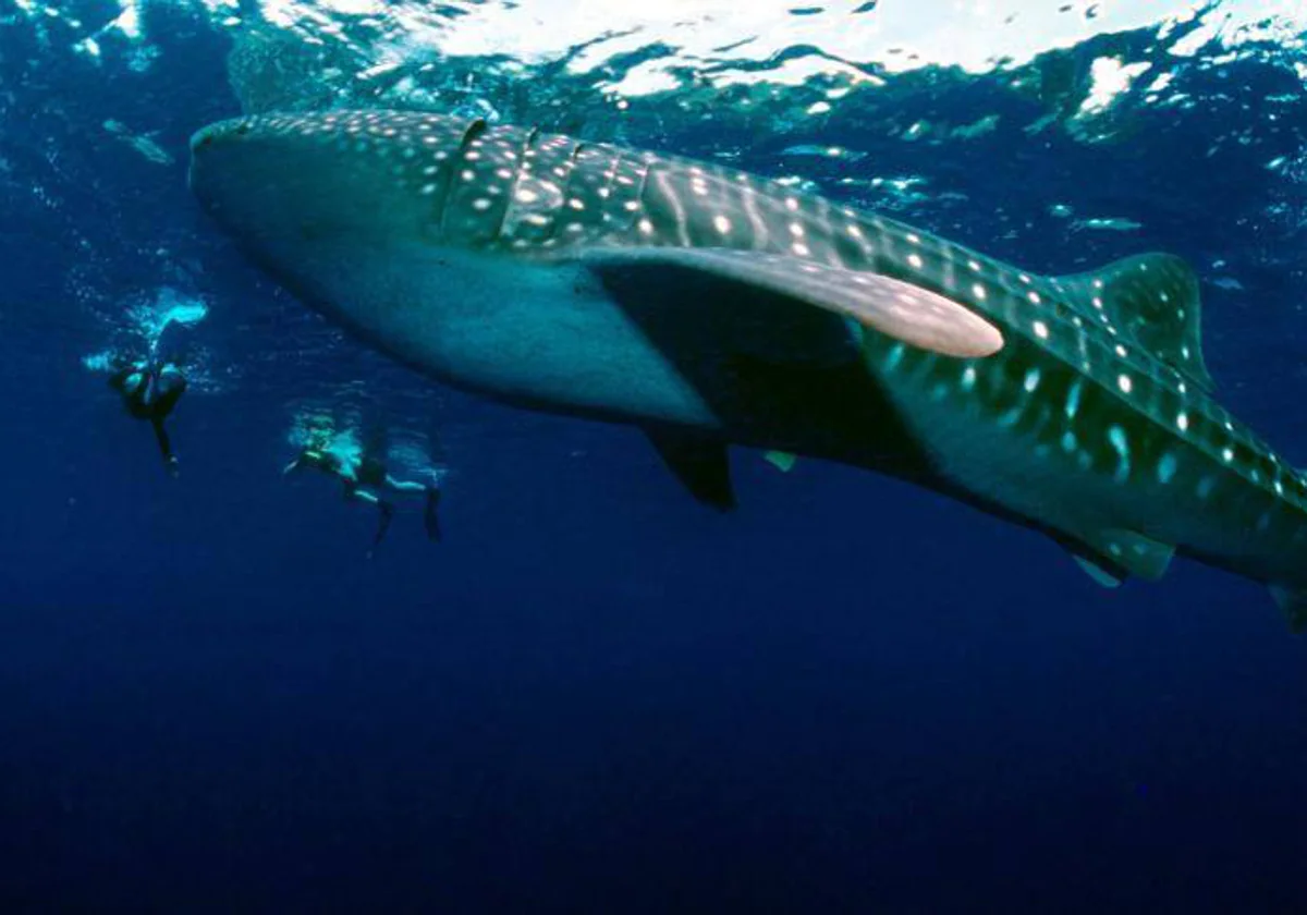 Tiburón ballena en el Mediterráneo
