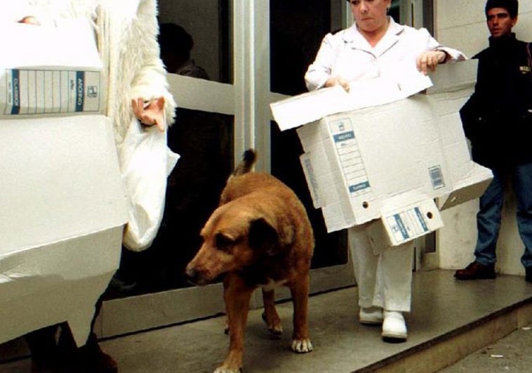 La historia de Canelo, el 'Hachiko español': el perro  fiel  que esperó 12 años a su dueño en la puerta de un hospital