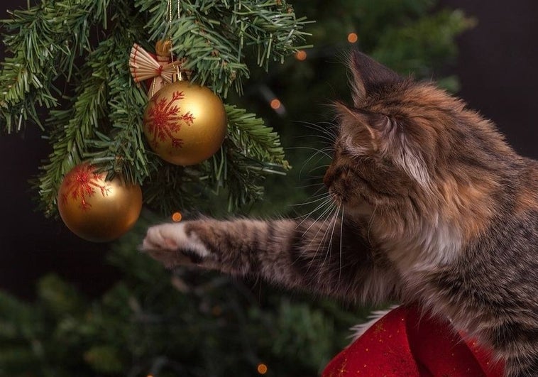 Adornos, árbol y empaches: los peligros navideños para nuestras mascotas