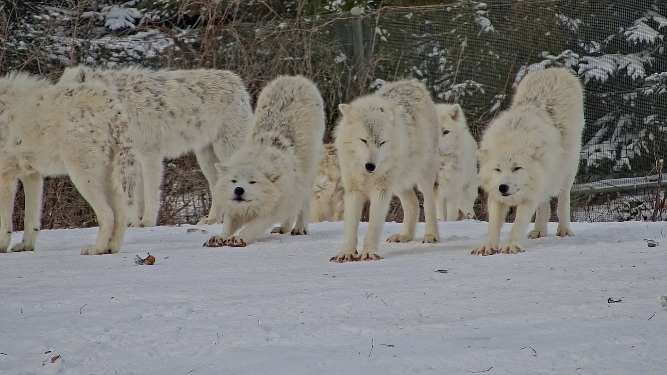 Los lobos árticos de la regiones más al norte de Canadá disfrutaron como nunca de este temporal.