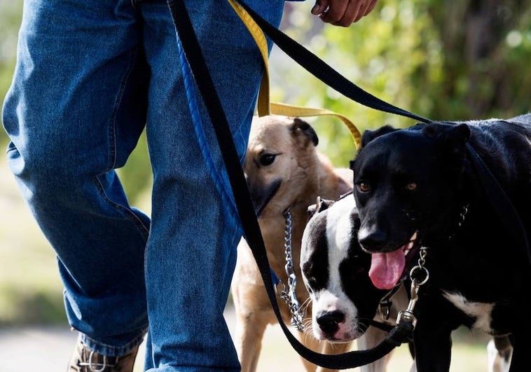 Ocho consejos para elegir al paseador de perros más idóneo