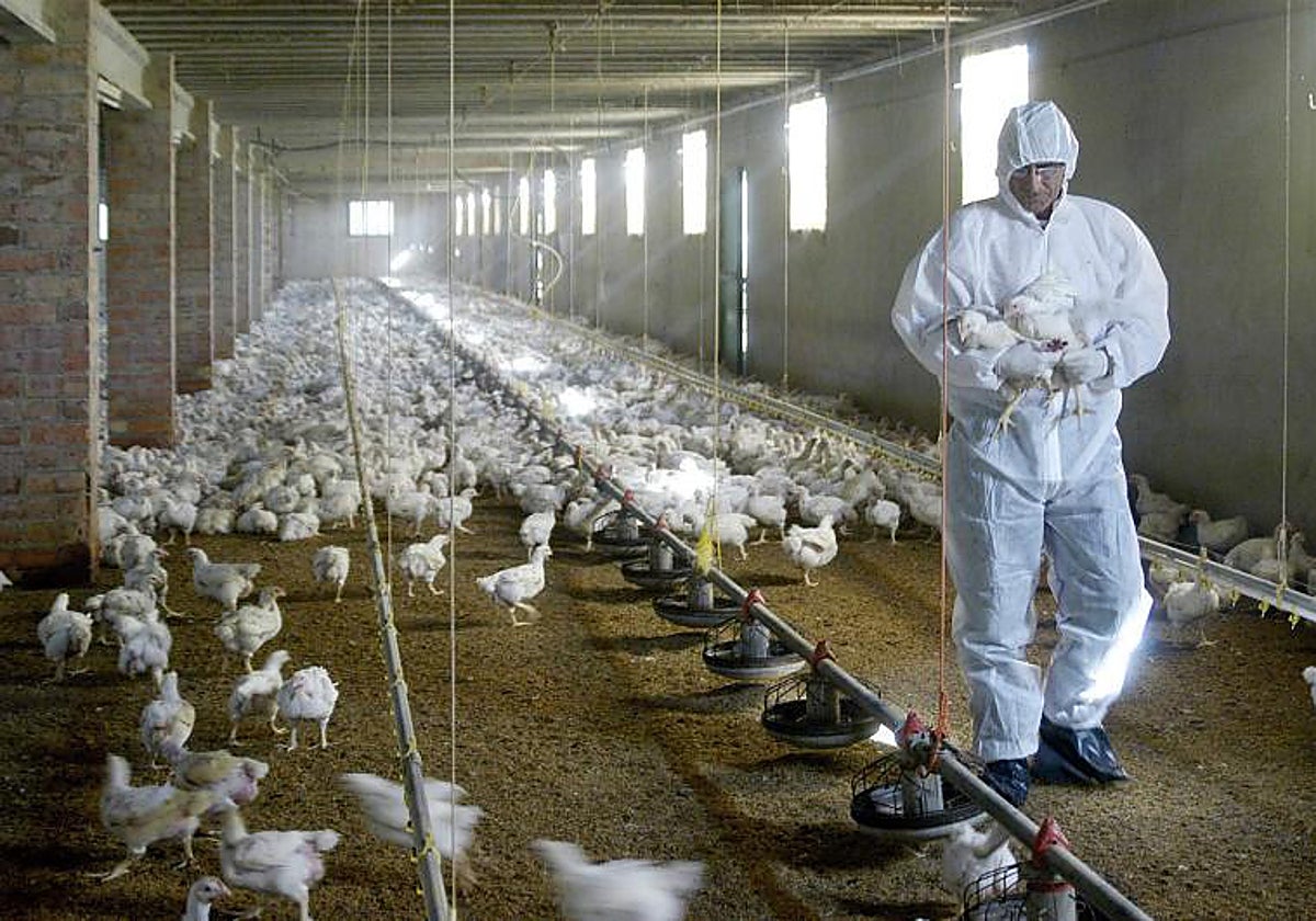 Imagen de archivo de una granja de pollos en Huesca