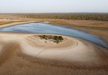 Doñana se vacía: registra la peor cifra de aves en 40 años por la sequía
