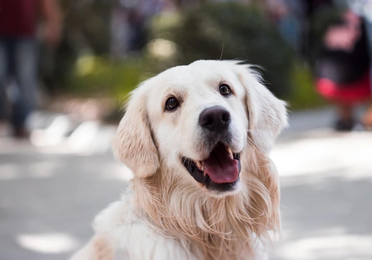 El curso para los dueños de perros al que obliga la nueva ley de Bienestar Animal