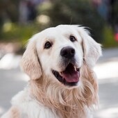 El curso para los dueños de perros al que obliga la nueva ley de Bienestar Animal