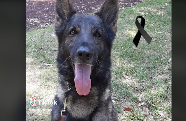 Proteo, el perro héroe mexicano