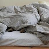 ¿Cada cuánto tiempo hay que cambiar las sábanas?