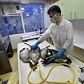 El brote de gripe aviar que preocupa a Europa provoca la muerte de una niña de 12 años en Camboya