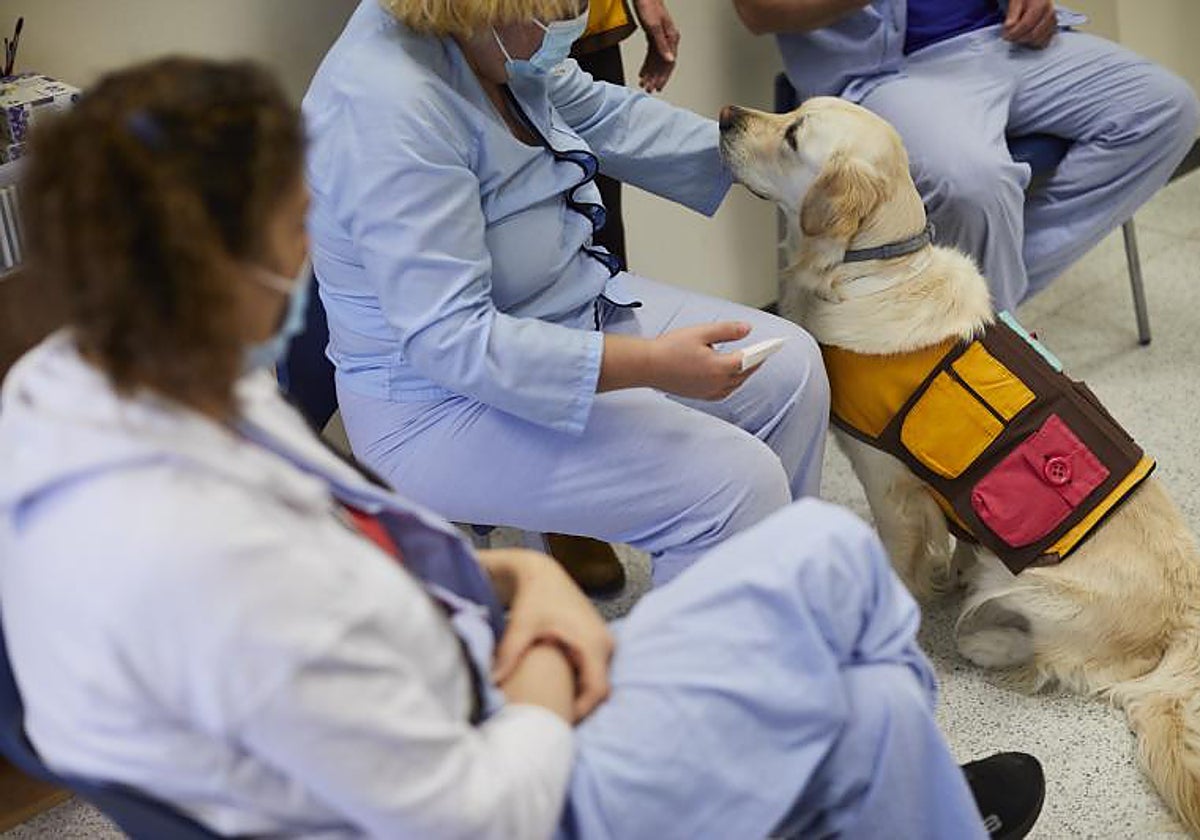 Terapia con animales en el Hospital del Henares, Coslada (Madrid)
