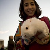 Así queda definitivamente la ley de bienestar animal tras su paso por el Congreso