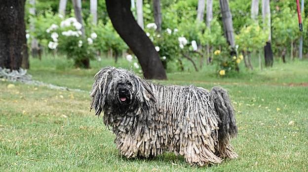 Una imagen de un puli húngaro