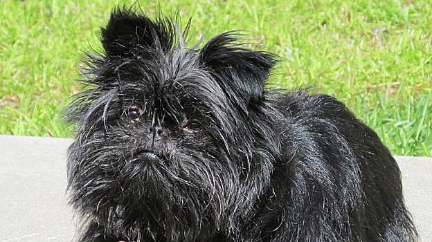 Una imagen de un affenpinscher