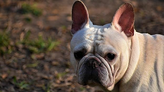 Una imagen de un buldog francés