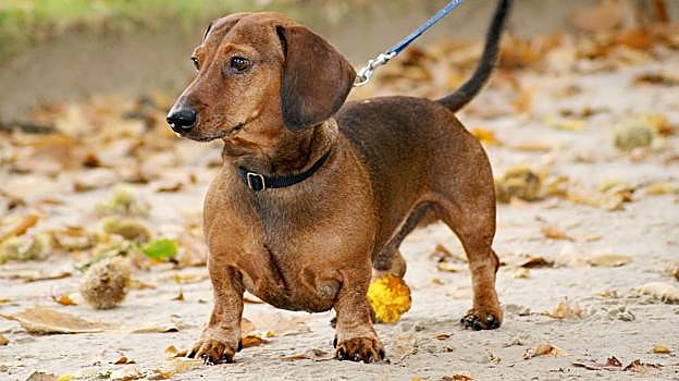 Una imagen de un dachshund