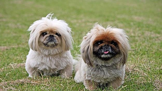 Una imagen con dos pequineses