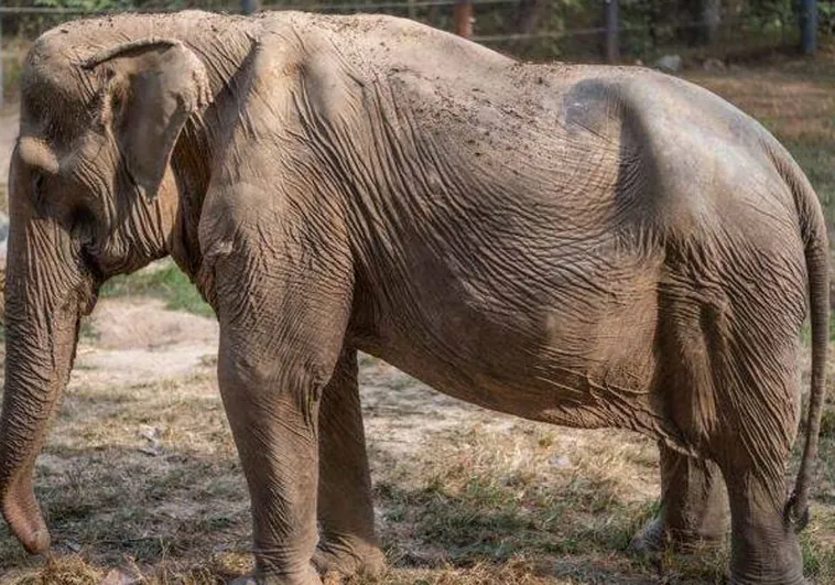«Con la espalda totalmente deformada»: muestran los efectos de la explotación turística de elefantes en Tailandia